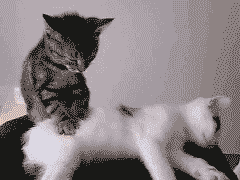 Ah GIF - Cats Massage Dont Stop GIFs