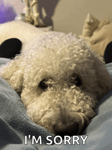 a small white dog laying on a bed with the words i 'm sorry written on the bottom