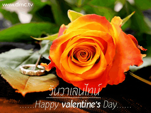 an orange rose with the words happy valentine 's day written on it