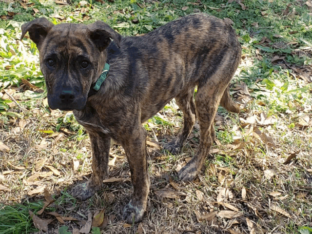 a dog wearing a green collar stands in the grass