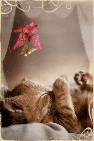a picture of a cat sleeping with butterflies flying around