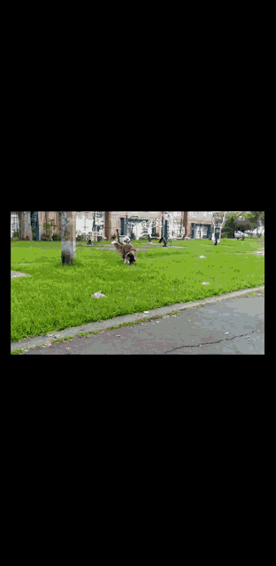 a brown and white dog is running in a park with a ball in its mouth