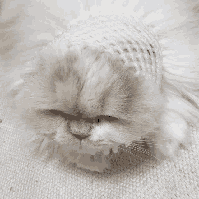 a close up of a cat with a white hat on