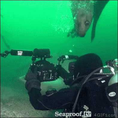 a scuba diver is taking a picture of a fish with a seaproof camera