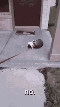 Kitty Plays Dead No GIF