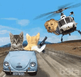 a cat and a dog are driving down a road while a helicopter flies in the background