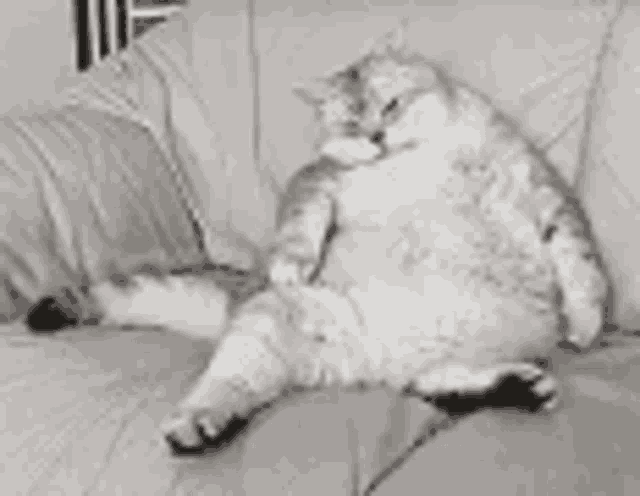 a fat cat is sitting on a couch .