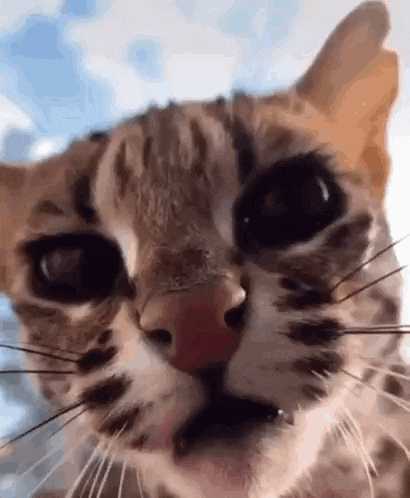 Cat Angry GIF - Cat Angry Angry Cat GIFs