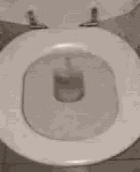 Toilet Spider GIF