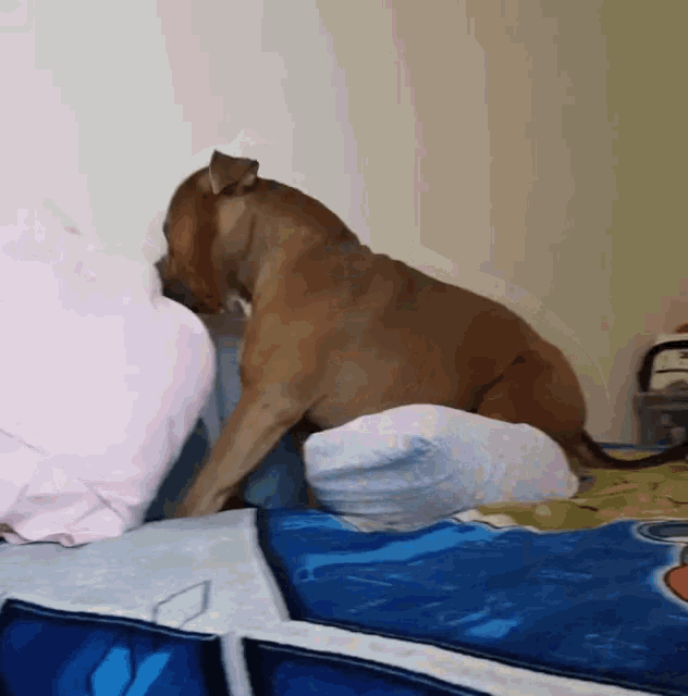 a dog is sitting on a bed with a pillow on top of it