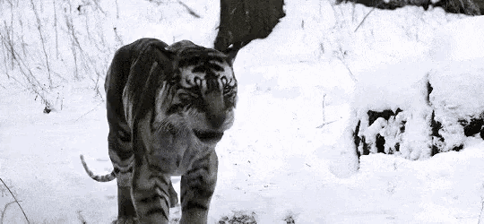 a tiger is walking through the snow in a forest .