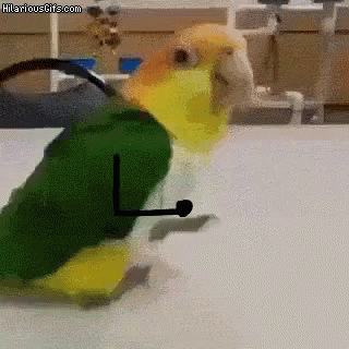 Funnydance Bird GIF - Funnydance Bird Animal GIFs