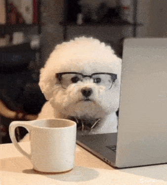 a white poodle wearing glasses is sitting in front of a laptop computer .