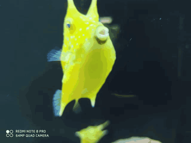a redmi note 8 pro 64mp quad camera takes a picture of a yellow fish