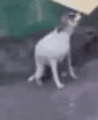 a white dog is standing on its hind legs on a street .