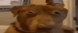 a close up of a brown dog 's face with big eyes looking at the camera .