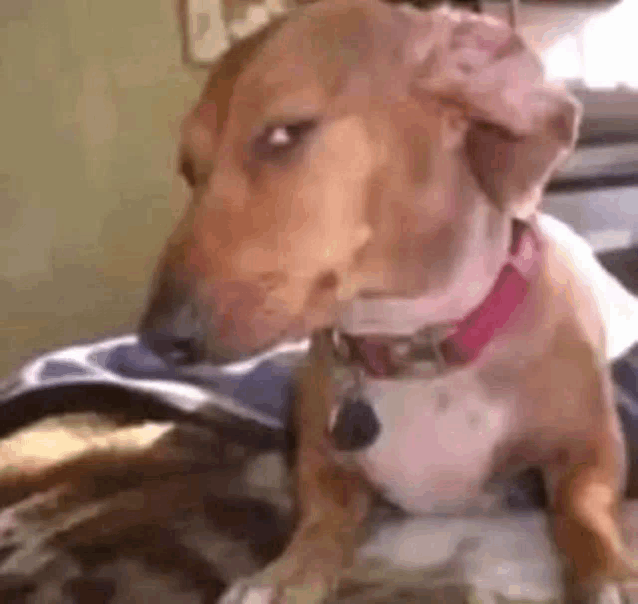 a brown and white dog with a pink collar is sitting on a bed and looking at the camera .