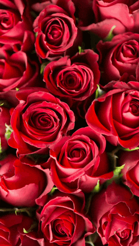 a large bunch of red roses with green leaves
