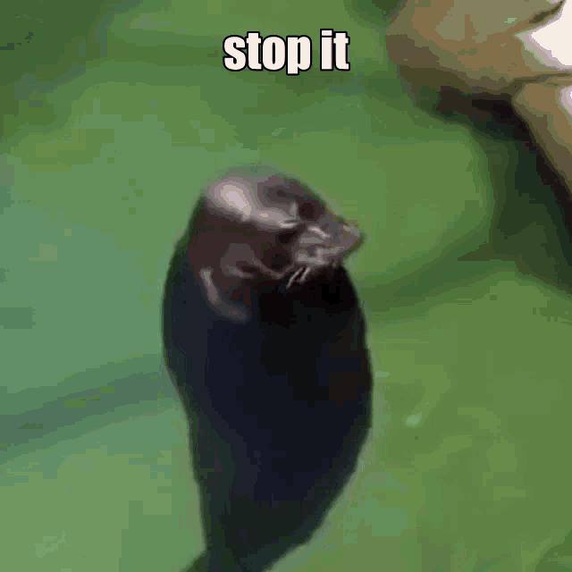 a black hamster is standing on its hind legs with the words `` stop it '' written above it .