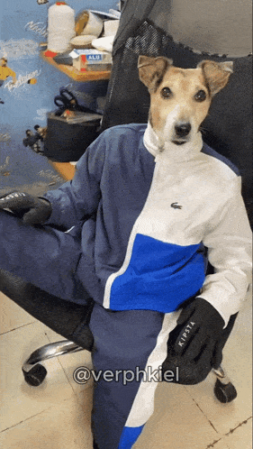 a dog wearing a blue and white lacoste jacket
