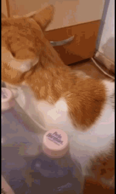 a cat is laying on top of a bottle of water with a pink cap