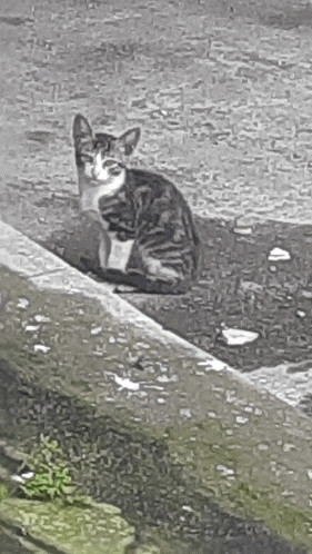 a black and white photo of a cat sitting on a sidewalk next to a puddle .