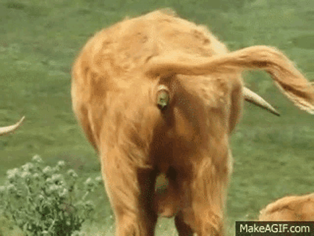 a close up of a cow 's butt with a tag on it in a field .