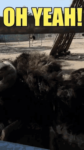 a picture of an ostrich and the words oh yeah