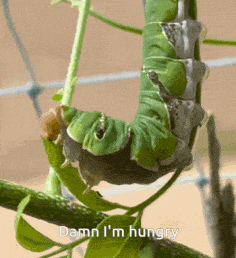 a close up of a caterpillar on a plant with the words damn i 'm hungry below it