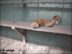 a fox is laying on a wooden bench with the words hi jay written on the bottom