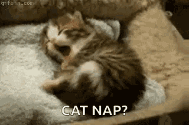 a kitten is laying on its back on a blanket .