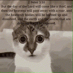 Cat Bible GIF - Cat Bible 2 Peter 2-10 GIFs