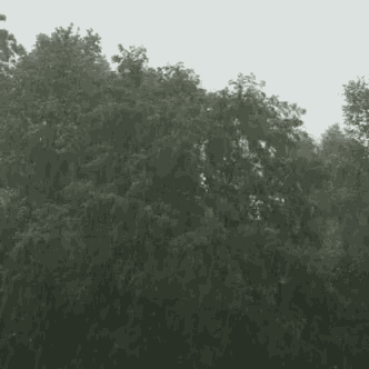 a rainy day with trees in the foreground