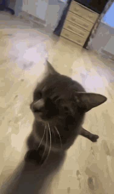 a cat is standing on its hind legs on a wooden floor and looking at the camera .