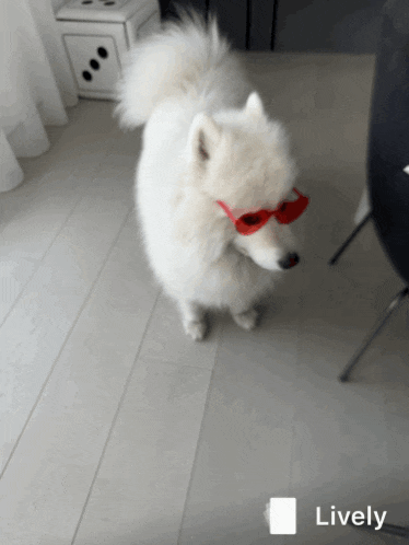a white dog wearing red sunglasses is standing on a white floor