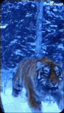 a tiger is walking through a snowy forest with a capcut logo in the corner