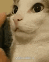a close up of a cat looking at the camera while being petted .