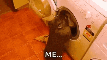 a cat is sticking its head into a washing machine and saying `` me '' .