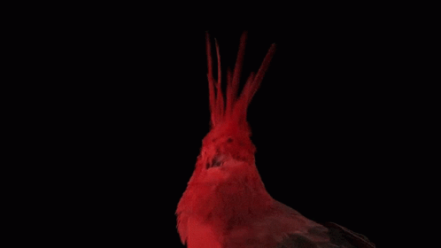 Bird Red GIF - Bird Red Looking GIFs