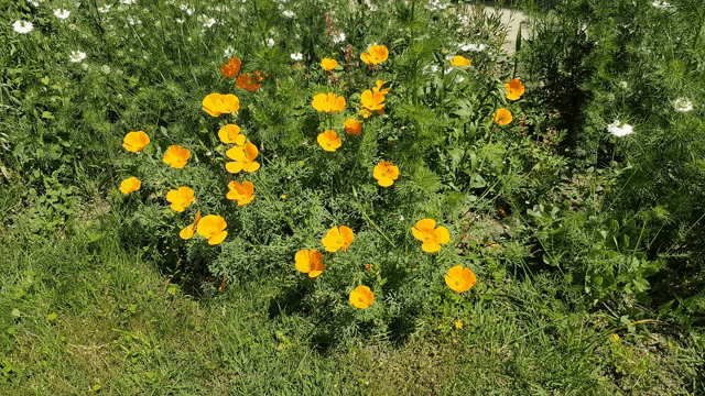 a bunch of yellow flowers are growing in a field