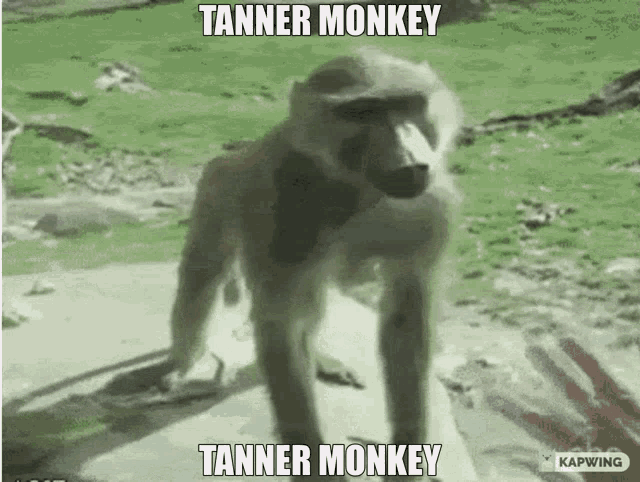 Tanner Monkey GIF - Tanner Monkey GIFs