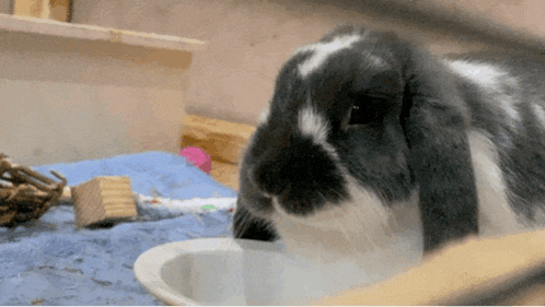 a black and white rabbit drinks water from a bowl