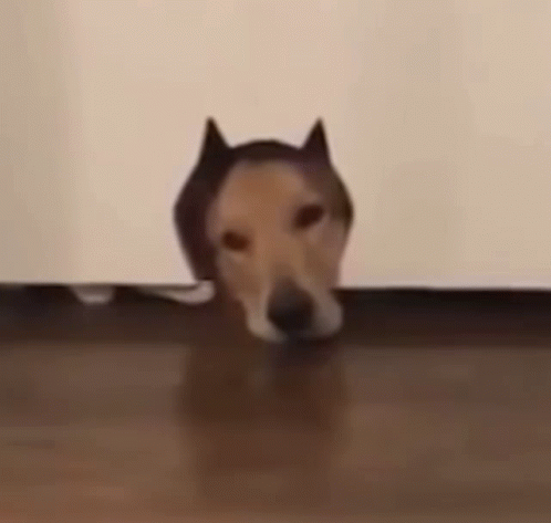 a dog peeking out from behind a door