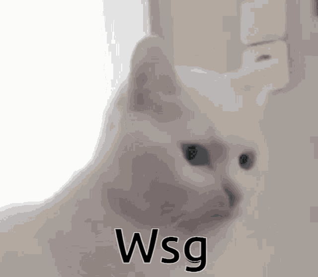 a white cat is sitting in front of a window with the word wsg on it .