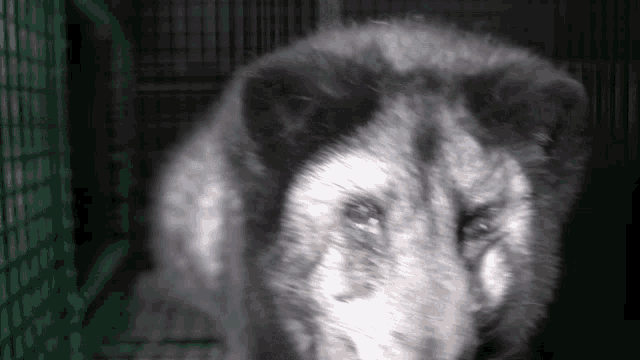 Oikeutta Eläimille Oikeuttaelaimille GIF - Oikeutta Eläimille Oikeuttaelaimille Oe GIFs