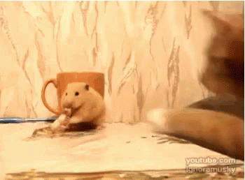 Hamster Cat GIF - Hamster Cat Unlikely Friends GIFs