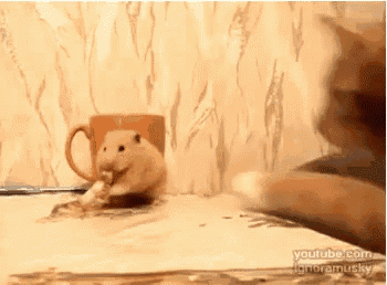 a cat and a hamster are playing on a table and the cat is looking at the hamster