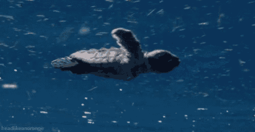 a baby sea turtle is swimming in the ocean surrounded by lots of fish .