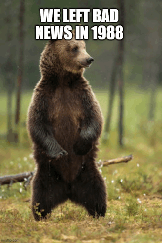Bear Bad News GIF