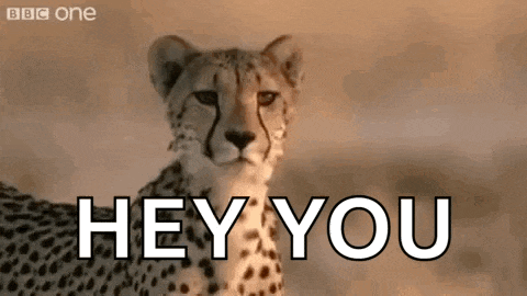 a cheetah is standing in the desert with the words `` hey you '' behind it .